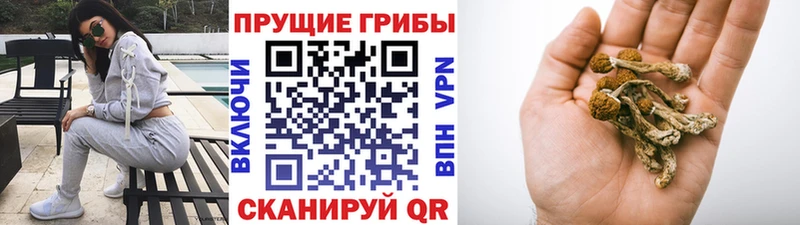 Галлюциногенные грибы Psilocybe  наркота  блэк спрут зеркало  нарко площадка как зайти  Всеволожск 